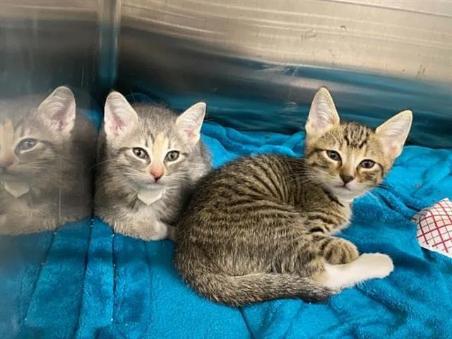 A baby small-sized male Domestic Short Hair cat named Baker for adoption in Tustin, CA
