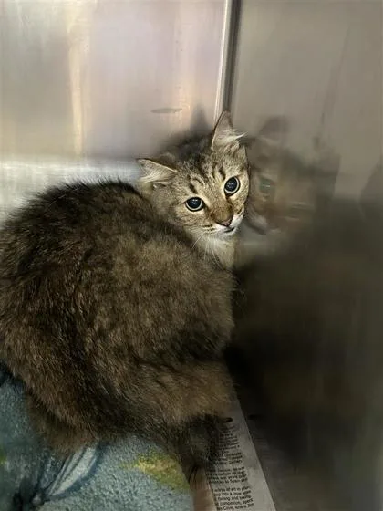 An adult small-sized male Domestic Medium Hair cat named Z for adoption in Largo, FL