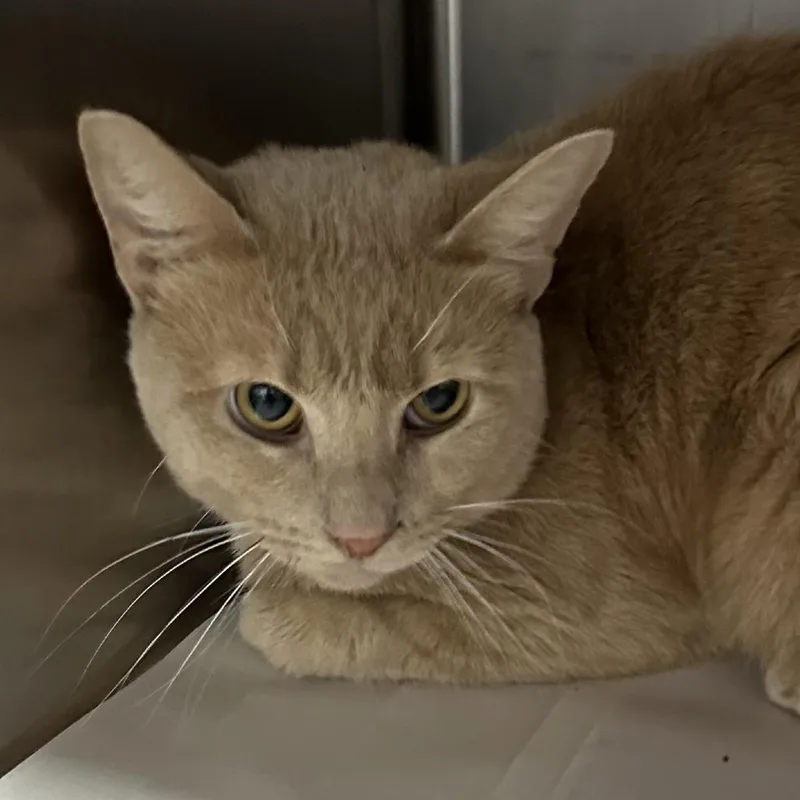 A young small-sized male Cream / Ivory Domestic Short Hair cat named Simba for adoption in Corbin, KY