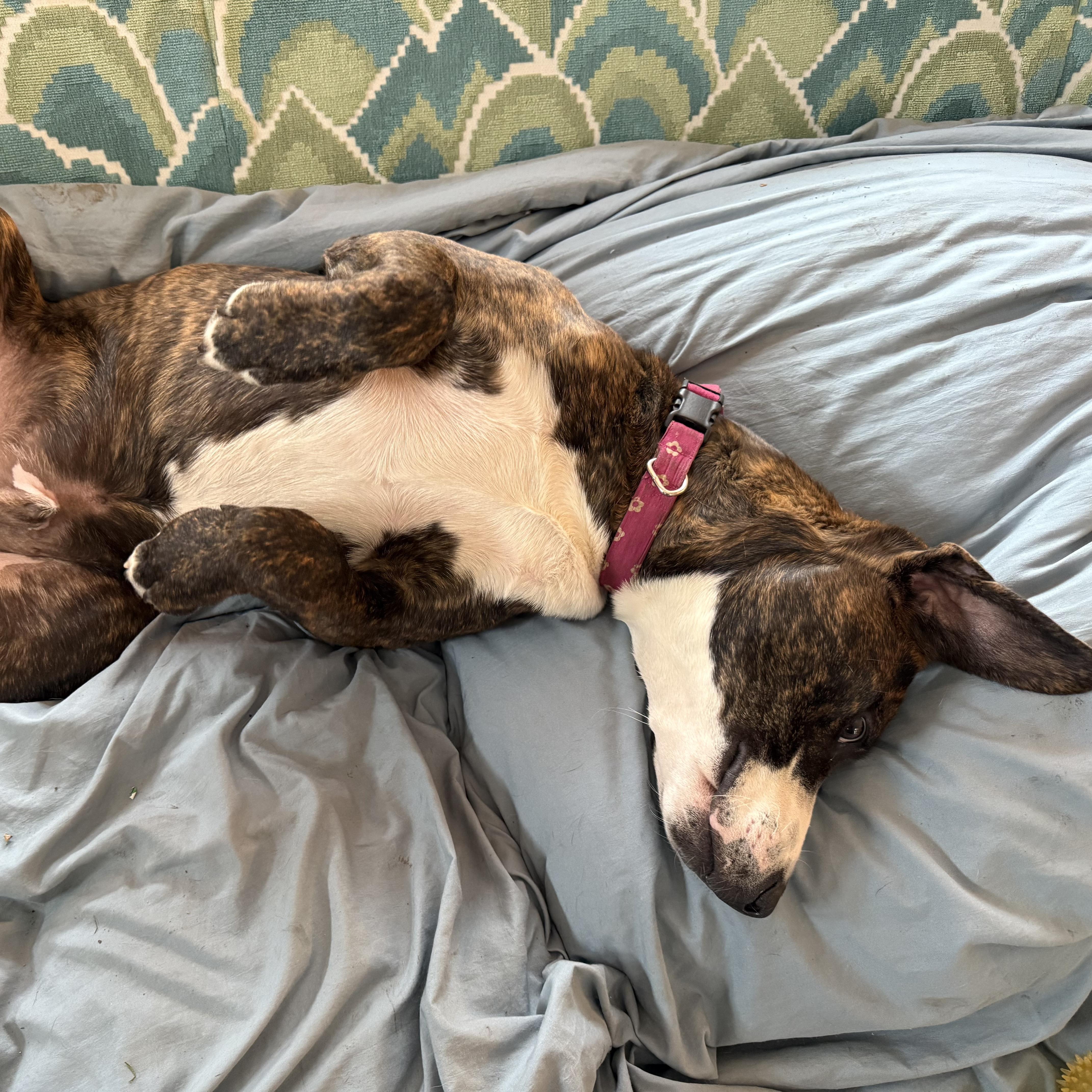 A baby medium-sized male Brindle Plott Hound dog named Vegas for adoption in Prior Lake, MN