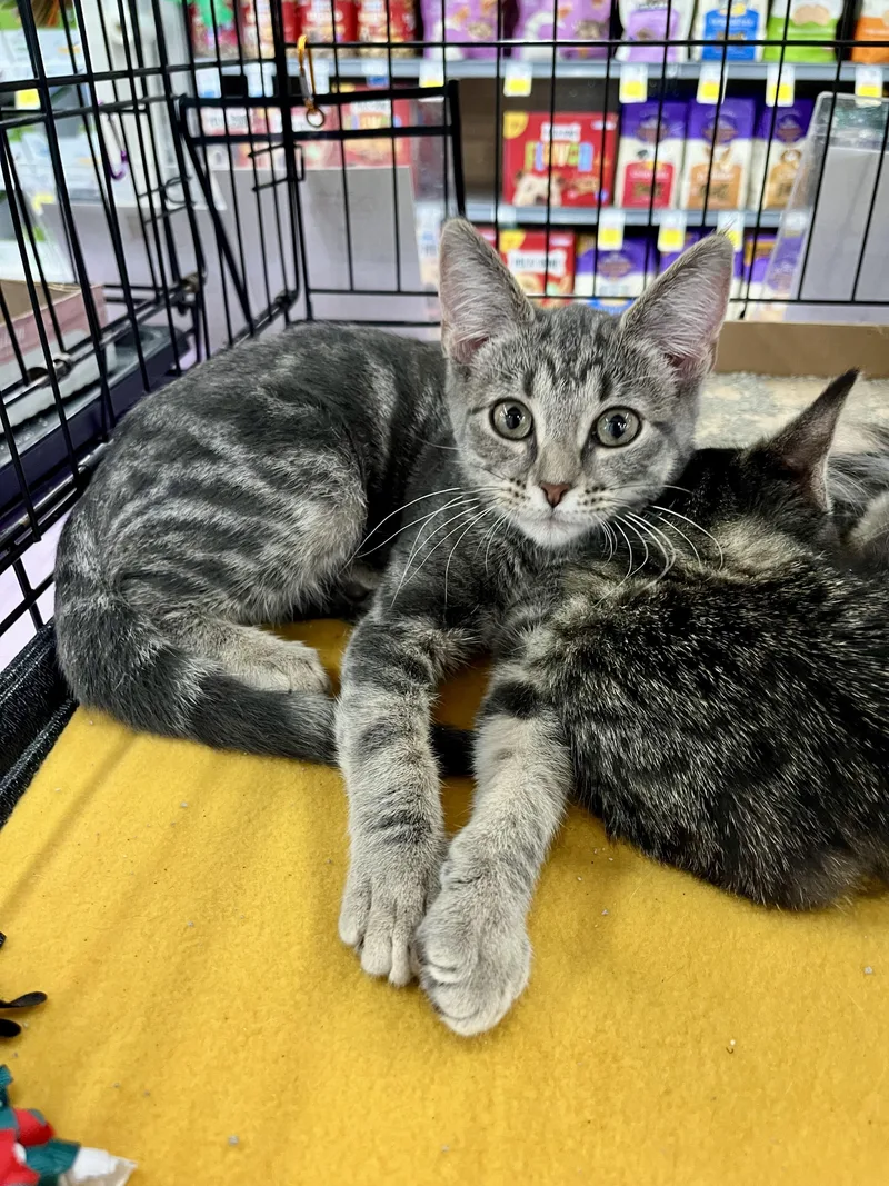A baby small-sized female Gray / Blue / Silver Domestic Short Hair cat named Frida TS for adoption in Schertz, TX