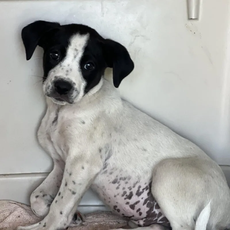A baby medium-sized male White / Cream Mixed Breed dog named Max for adoption in Alexandria, VA