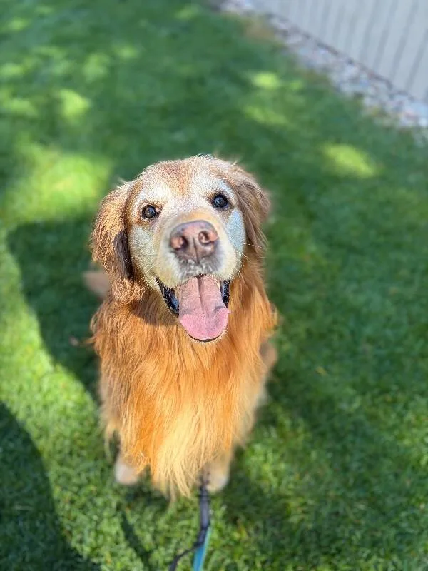 An adult large-sized male Golden Retriever dog named Arlo for adoption in Windsor, CO