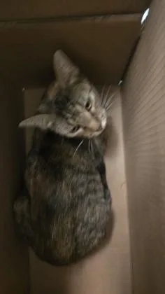 An adult small-sized female Buff / Tan / Fawn Domestic Short Hair cat named Pumpkin for adoption in Wichita, KS