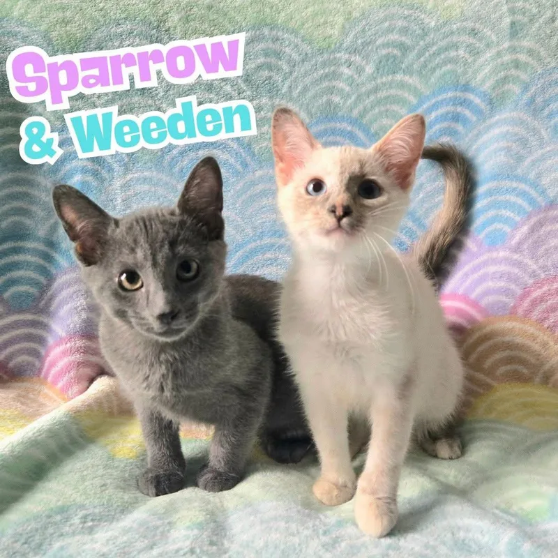 Sparrow & Weeden Bonded thumbnail 2