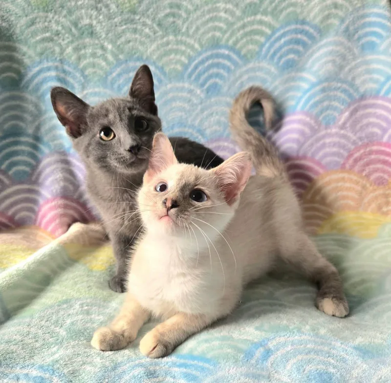 Sparrow & Weeden Bonded thumbnail 3