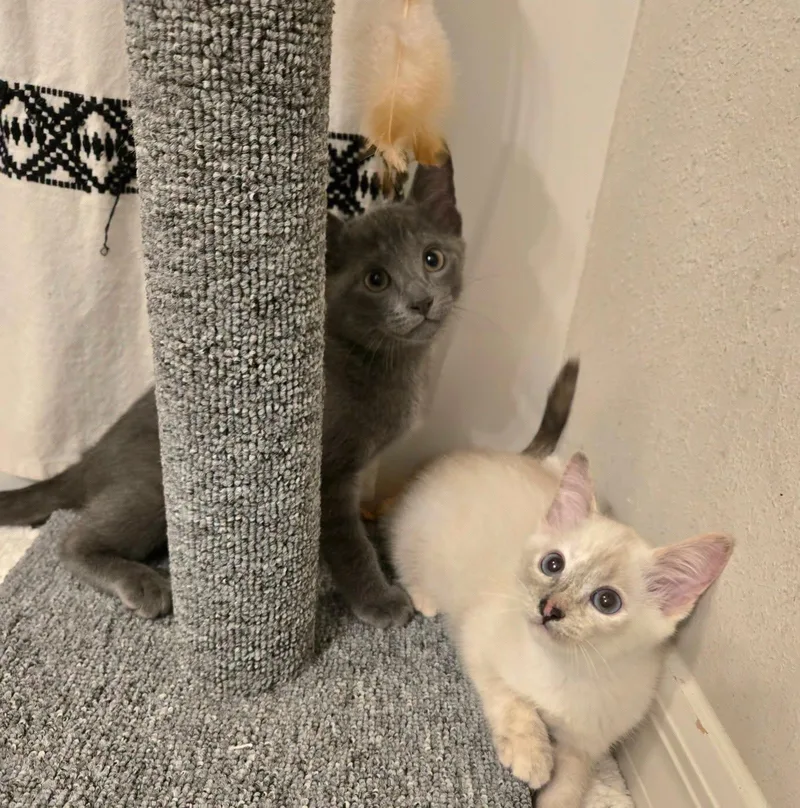 Sparrow & Weeden Bonded thumbnail 4