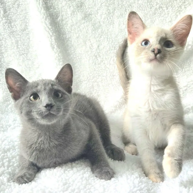 Sparrow & Weeden Bonded thumbnail 5