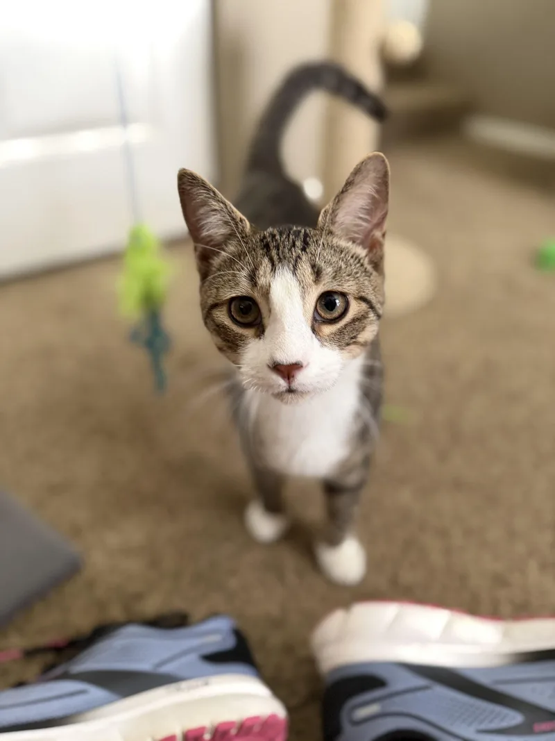 A young medium-sized male Tabby (Tiger Striped) Domestic Short Hair cat named Beaver for adoption in Seven Valleys, PA