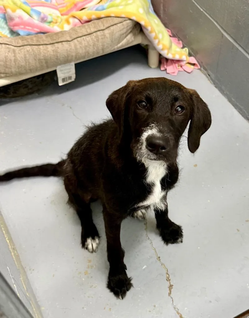 A baby medium-sized female Mixed Breed dog named Lola for adoption in Kingsland, GA