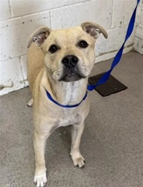 A young small-sized male Pit Bull Terrier dog named Oatley for adoption in San Bernardino, CA