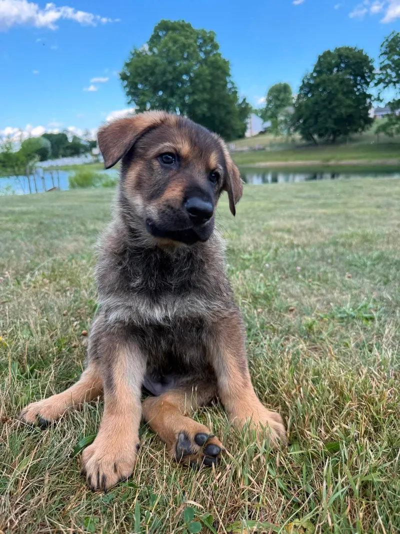 A young medium-sized male German Shepherd Dog dog named Aswander for adoption in Grantville, PA