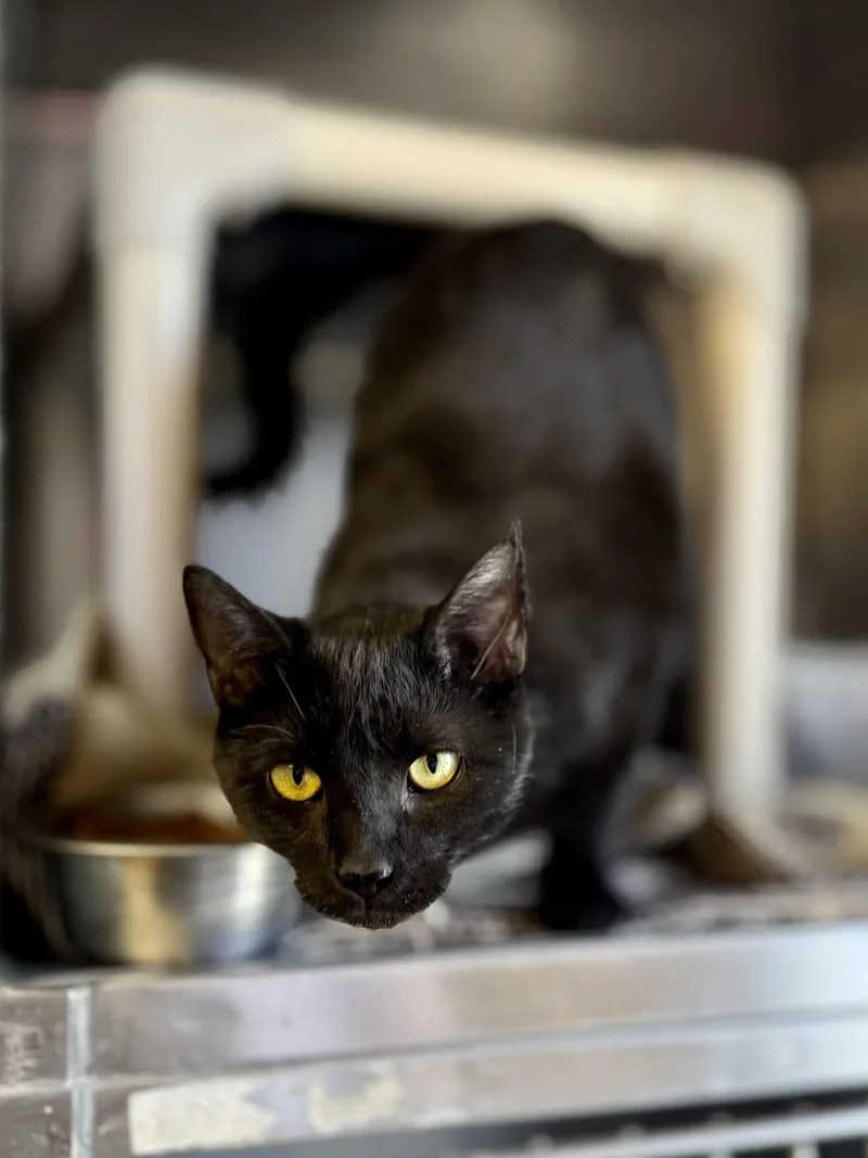 A young medium-sized male Domestic Short Hair cat named Abby for adoption in Anderson, IN