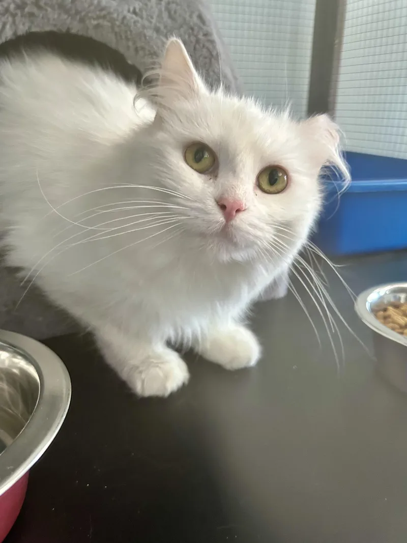 A young medium-sized female White Domestic Long Hair cat named Gardenia for adoption in Grand Rapids, MI
