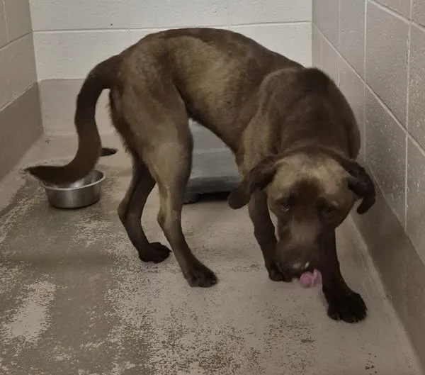 An adult large-sized female Labrador Retriever dog named Vc for adoption in Lawrenceville, GA