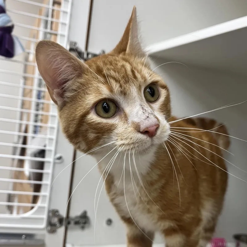 A young medium-sized male Orange / Red Domestic Short Hair cat named Carson for adoption in Champaign, IL