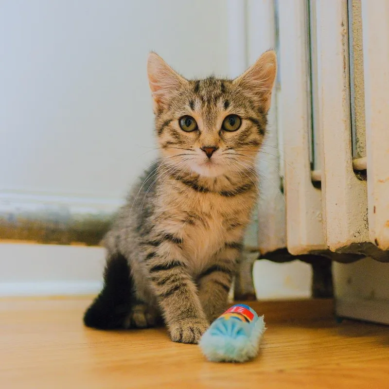 A baby small-sized female Brown / Chocolate Domestic Short Hair cat named Rosemary for adoption in Long Island City, NY