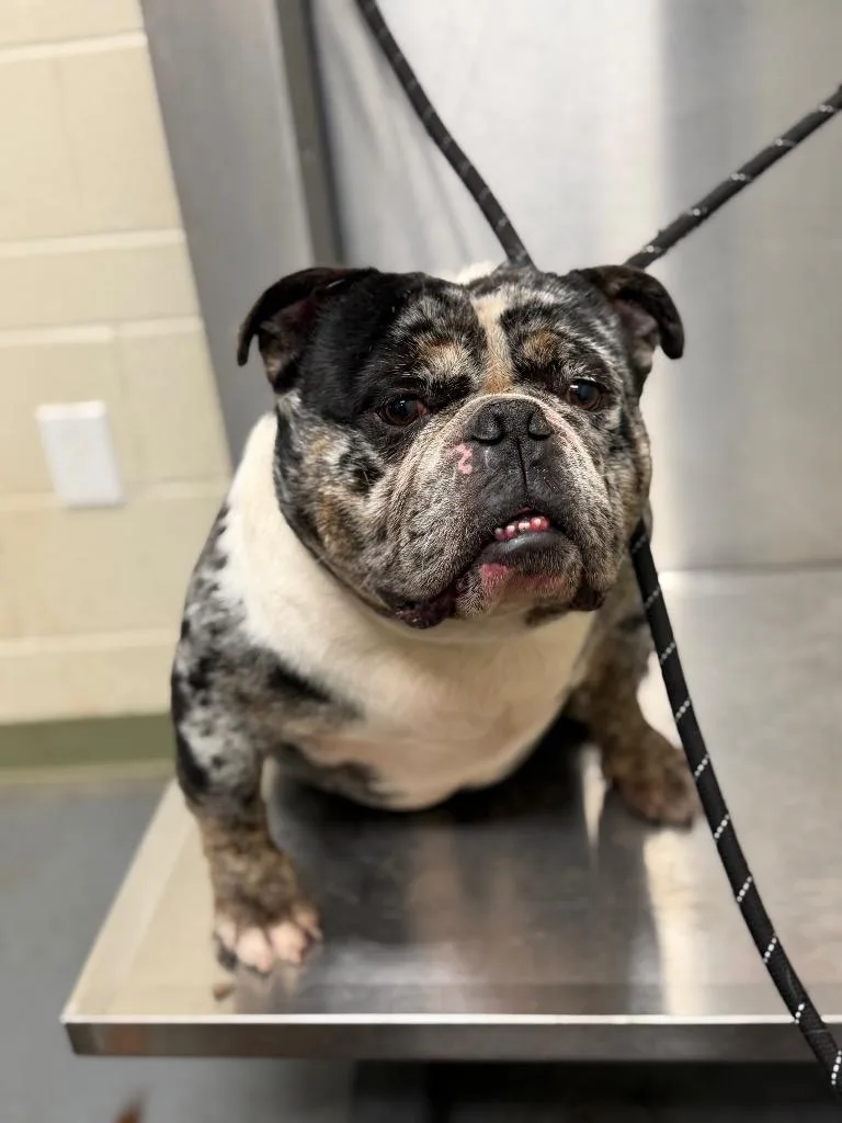 A young medium-sized male English Bulldog dog named Clyde for adoption in Winder, GA