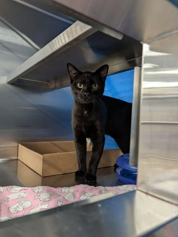 A baby small-sized male Domestic Short Hair cat named Skelly for adoption in Sherwood, OR
