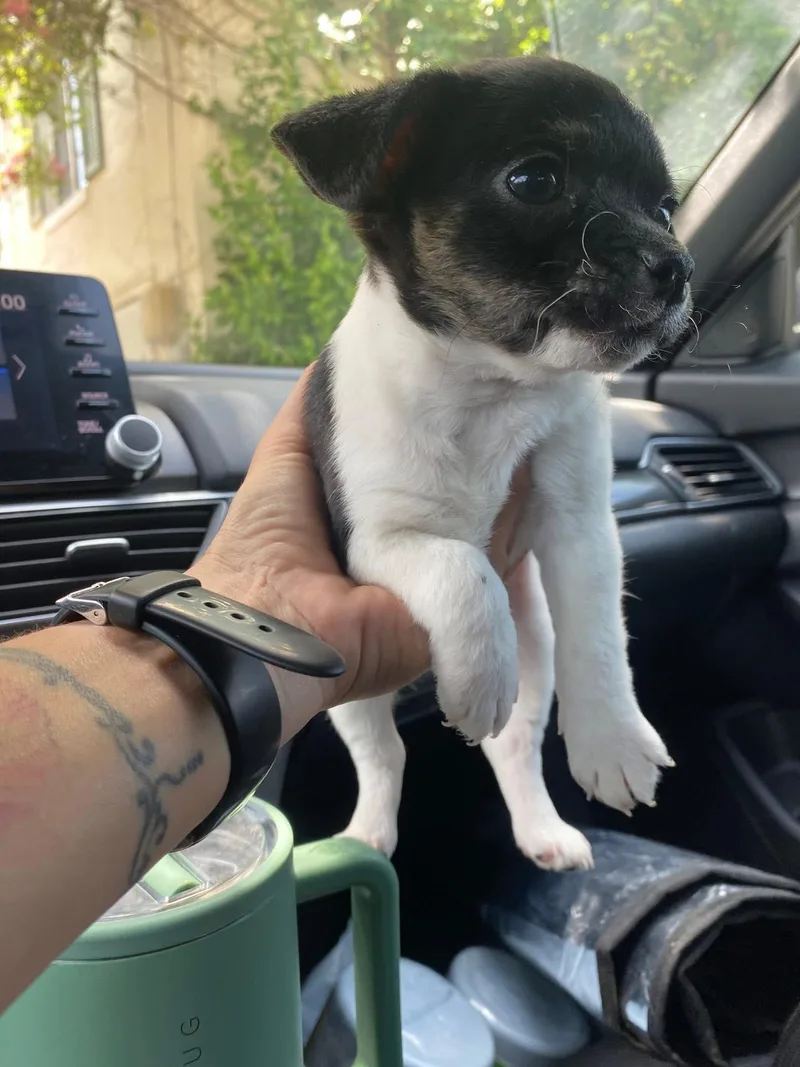 A baby small-sized male Black Chihuahua dog named Winston for adoption in San Antonio, TX