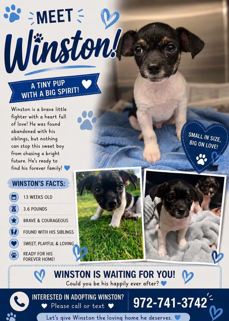 Winston thumbnail 3
