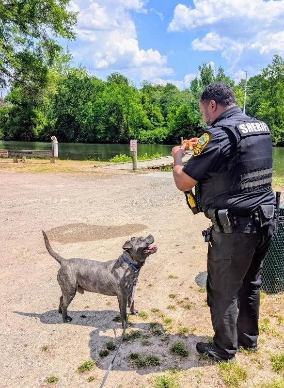 An adult large-sized male Gray / Blue / Silver Pit Bull Terrier dog named Dawg for adoption in Colonial Heights, VA