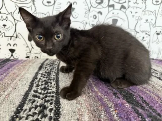 A baby medium-sized male Domestic Short Hair cat named Onyx for adoption in San Pedro, CA