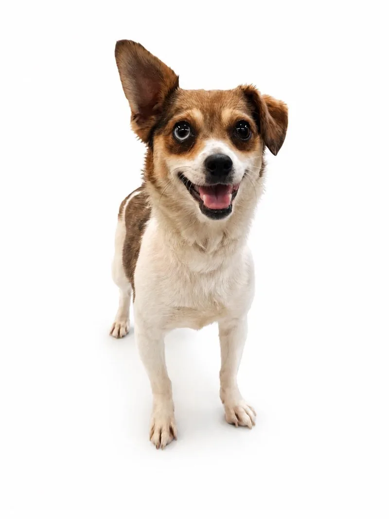 An adult small-sized female Chihuahua dog named Ranza for adoption in Waldorf, MD