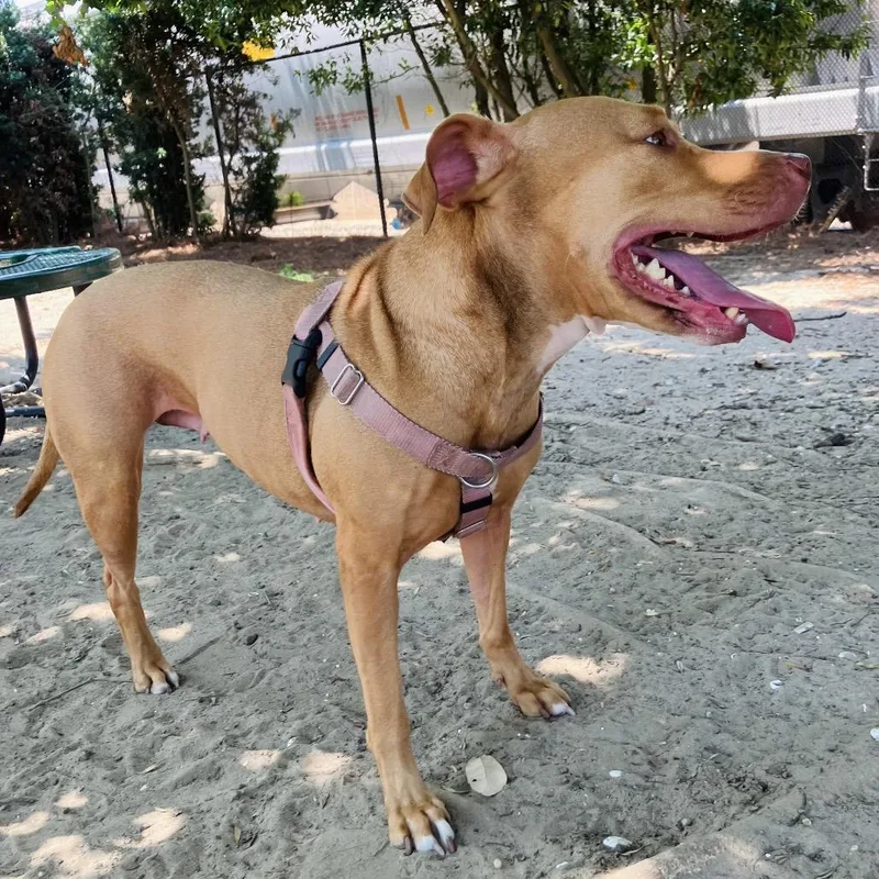 A senior medium-sized female Apricot / Beige Pit Bull Terrier dog named Disco for adoption in New Orleans, LA