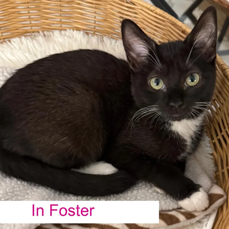 A baby small-sized female Black Domestic Short Hair cat named Nia for adoption in Chapel Hill, NC