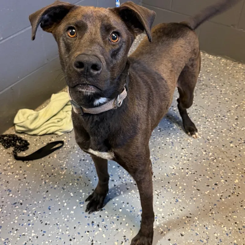 An adult medium-sized female Black Labrador Retriever dog named Diamond for adoption in Tuscaloosa, AL