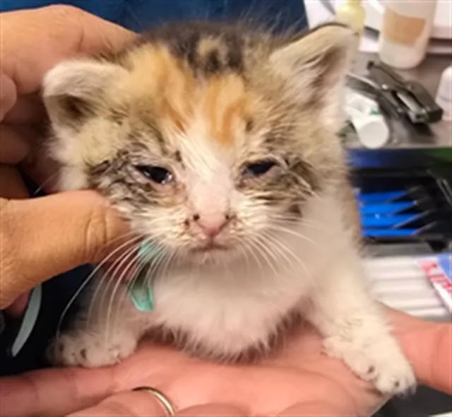 A young small-sized female Domestic Short Hair cat named Sherbet for adoption in Riverside, CA