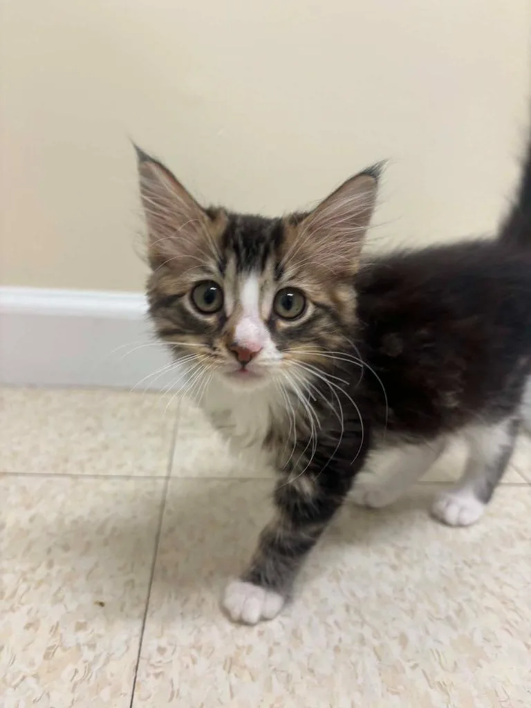 A baby medium-sized male Domestic Long Hair cat named Kewpie for adoption in Fall River, MA