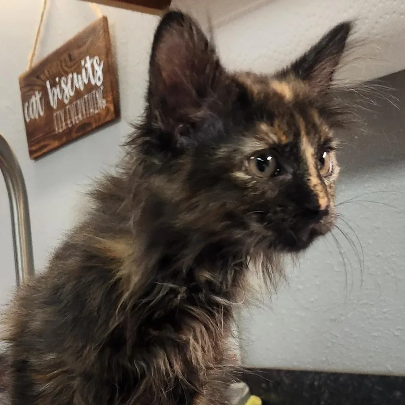 A baby small-sized female Tortoiseshell Domestic Long Hair cat named Lyra for adoption in Brighton, MO