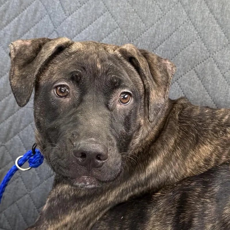 A baby medium-sized male Brindle Mixed Breed dog named Bambam for adoption in Evanston, IL