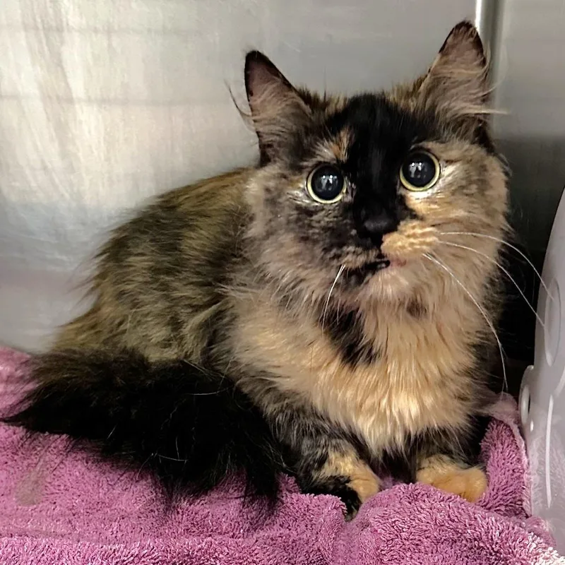 An adult medium-sized female Tortoiseshell Domestic Short Hair cat named Pretty Girl for adoption in Warrensburg, MO