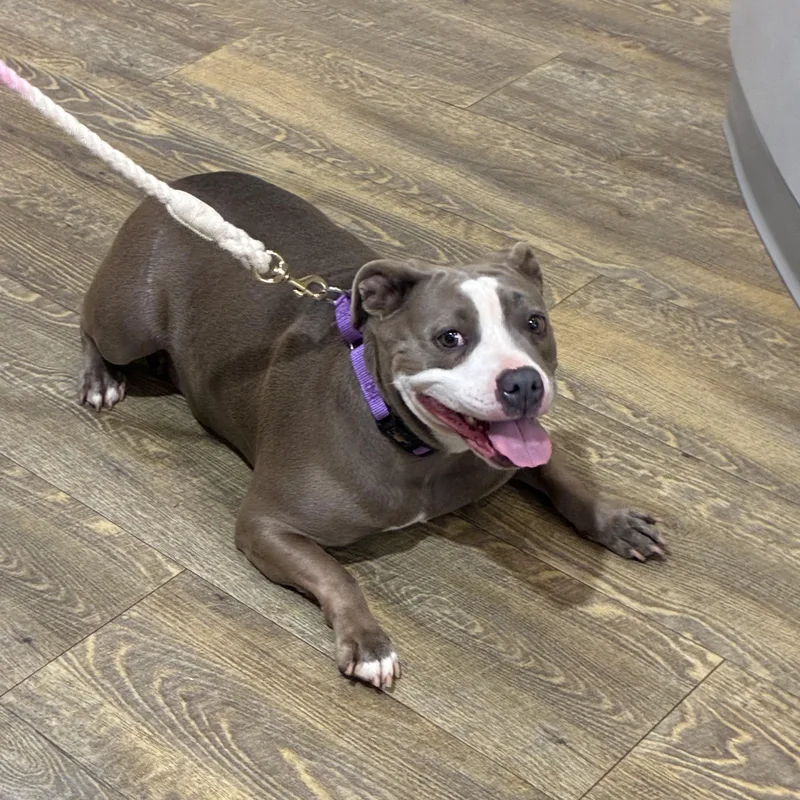 Mango Maggie thumbnail 3