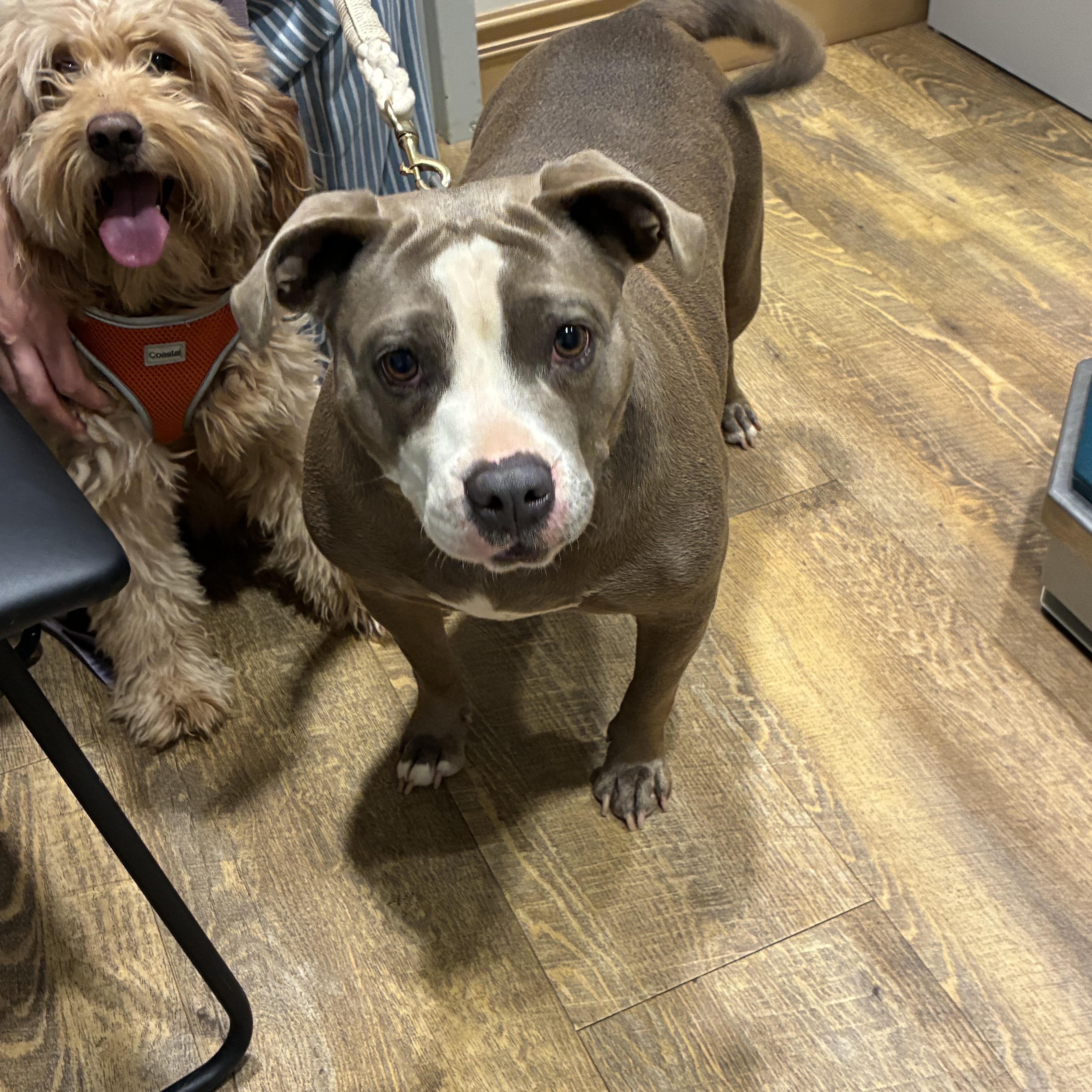 Mango Maggie thumbnail 4