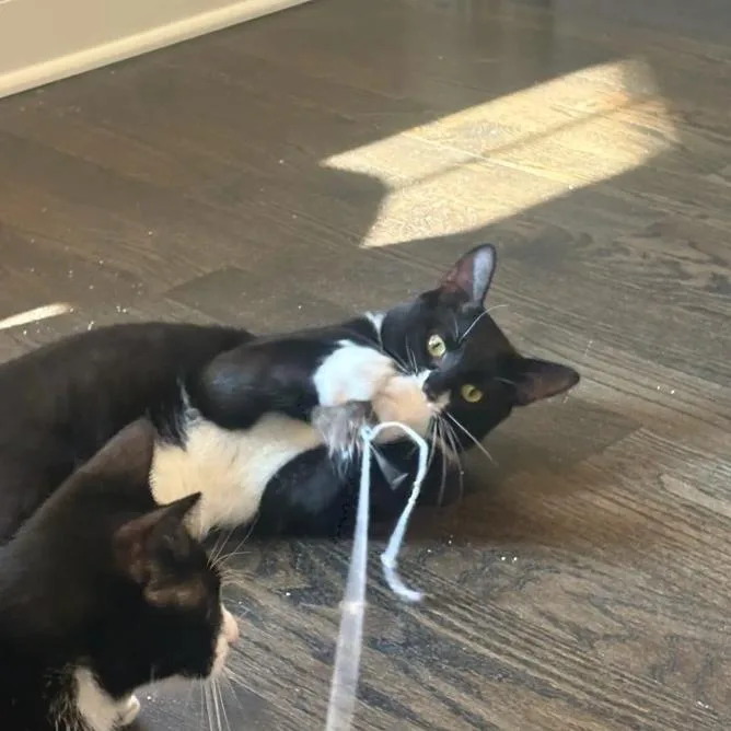 An adult medium-sized male Black & White / Tuxedo Domestic Short Hair cat named Rocket for adoption in Evanston, IL