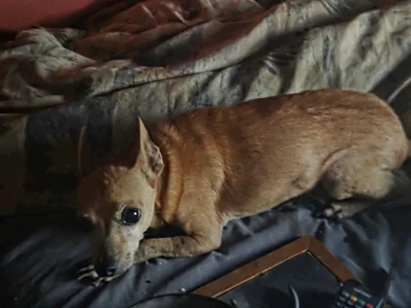 An adult small-sized male Chihuahua dog named Louie Winston for adoption in Shawnee, OK
