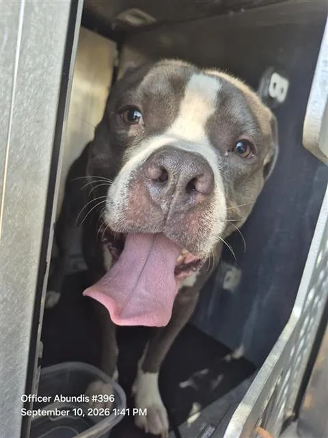 An adult medium-sized male American Staffordshire Terrier dog named Rocky for adoption in San Antonio, TX