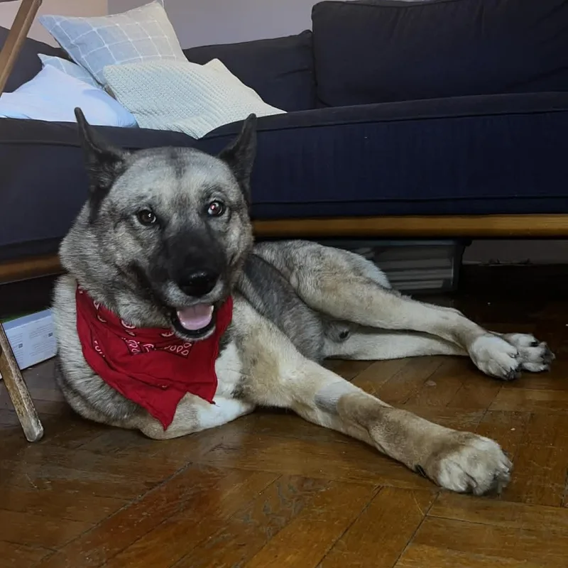 An adult medium-sized male Akita dog named Max for adoption in New York, NY