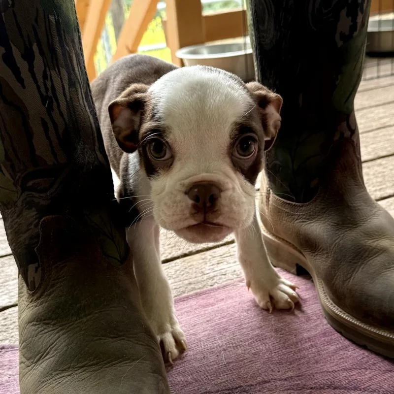 A baby small-sized male Brown / Chocolate English Bulldog dog named Messi for adoption in Creston, CA