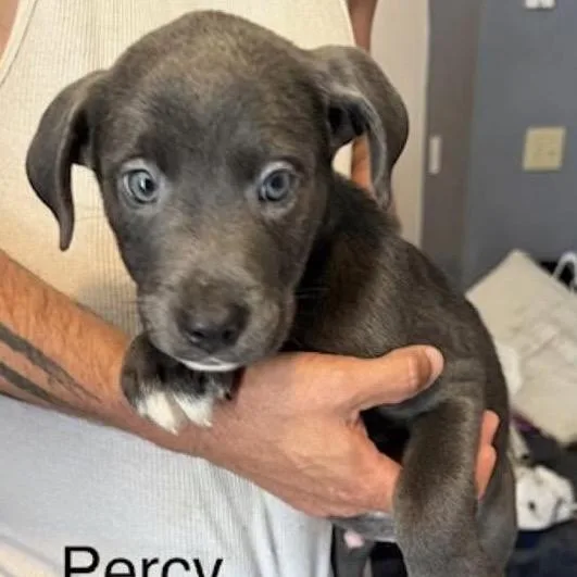 Percy thumbnail 2