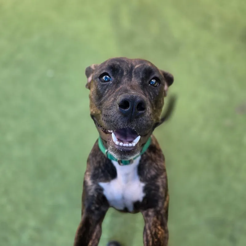 A young medium-sized female Pit Bull Terrier dog named Jane Doe for adoption in Greensboro, NC