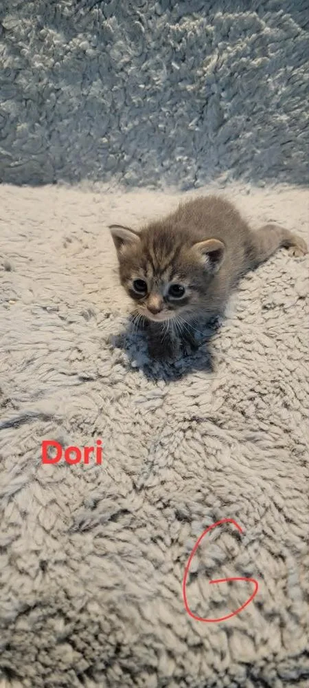 Dori