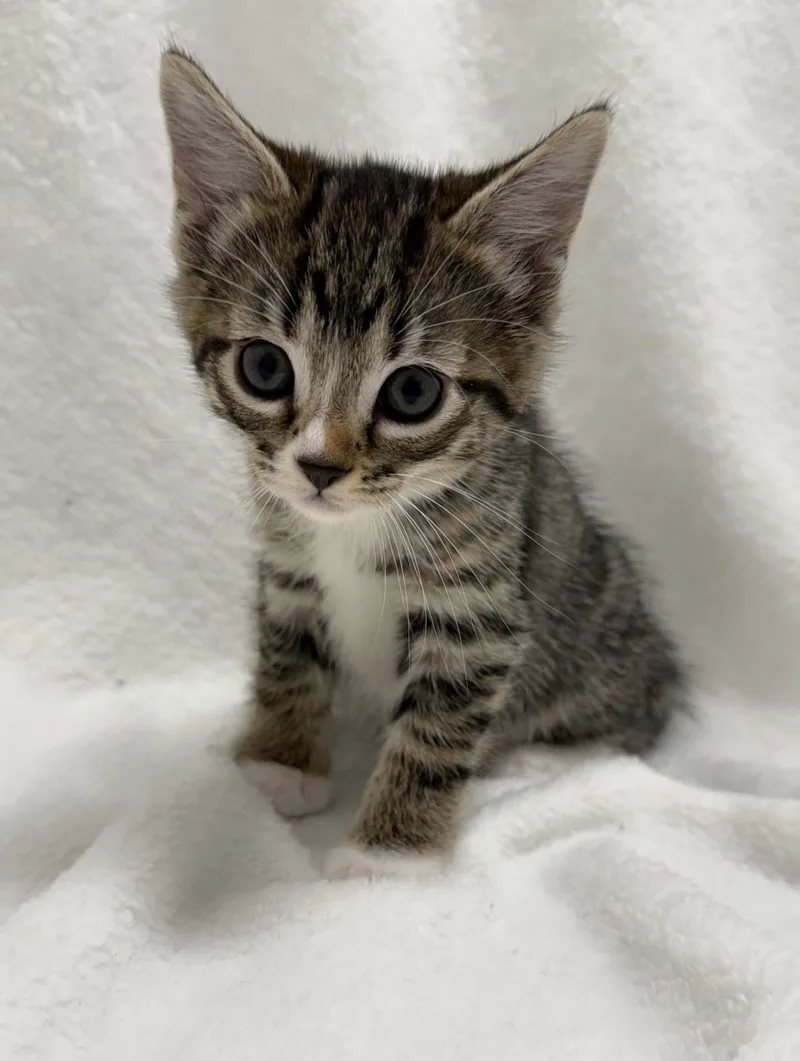A baby medium-sized female Tabby (Brown / Chocolate) Domestic Short Hair cat named Sweetpea for adoption in Greensboro, NC