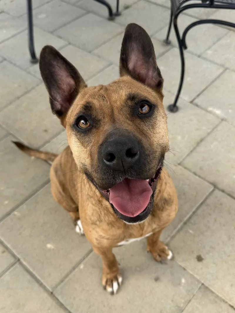 An adult medium-sized female Brindle Pit Bull Terrier dog named Jynx for adoption in Kearneysville, WV