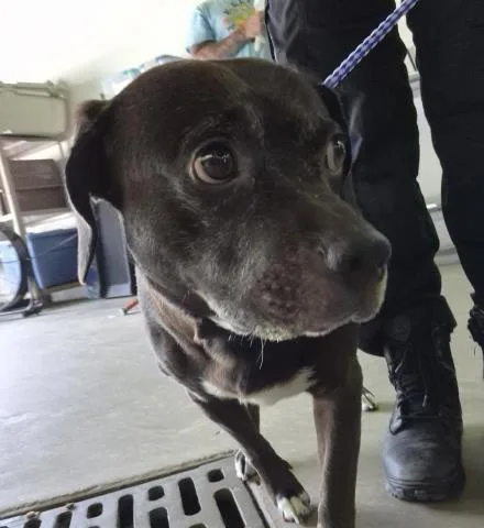 An adult medium-sized male Mixed Breed dog named Eugene for adoption in Pensacola, FL