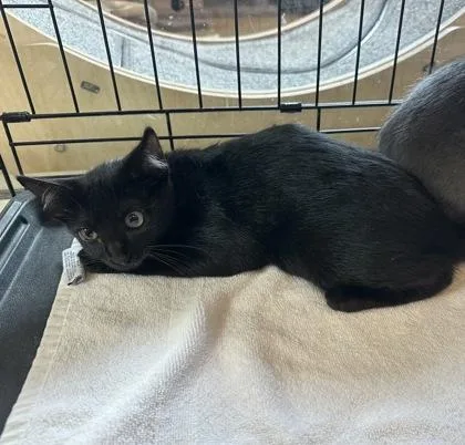A baby small-sized female Domestic Short Hair cat named Vera Wang for adoption in Palm Coast, FL